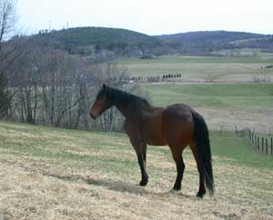 horse in meadow